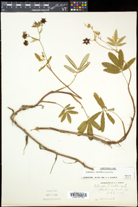 Comarum palustre image