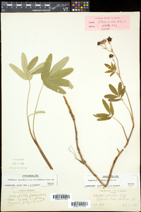 Comarum palustre image