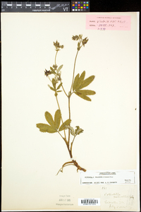 Comarum palustre image