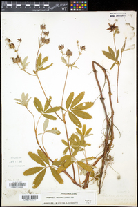 Comarum palustre image