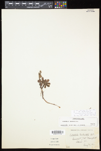 Sibbaldiopsis tridentata image