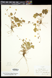 Potentilla canadensis image