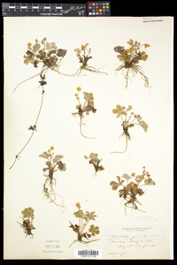 Potentilla canadensis image