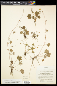 Potentilla canadensis image