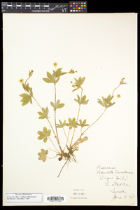 Potentilla canadensis image