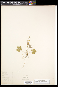 Potentilla canadensis image