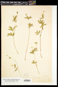 Potentilla canadensis image