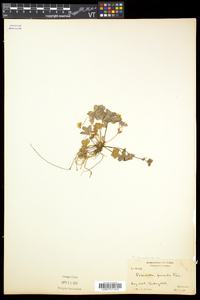 Potentilla canadensis image