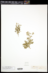 Potentilla argentea image