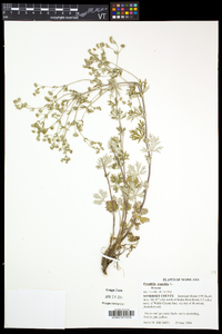 Potentilla argentea image