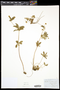 Potentilla canadensis image