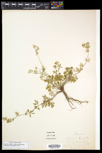 Potentilla argentea image