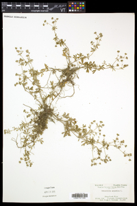 Potentilla argentea image