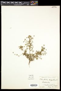 Potentilla argentea image