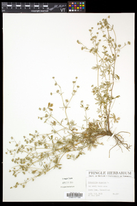 Potentilla argentea image