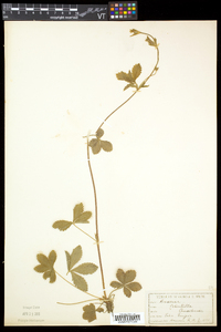 Potentilla canadensis image