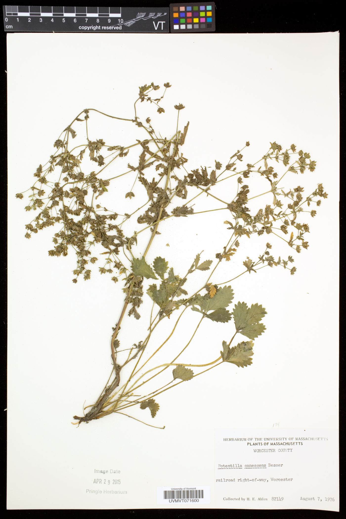 Potentilla inclinata image