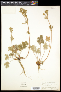 Potentilla litoralis image