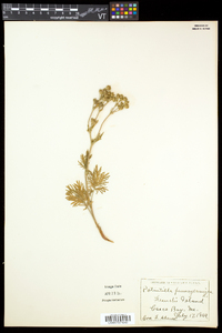 Potentilla litoralis image