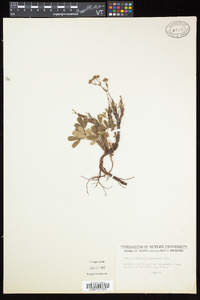 Sibbaldiopsis tridentata image