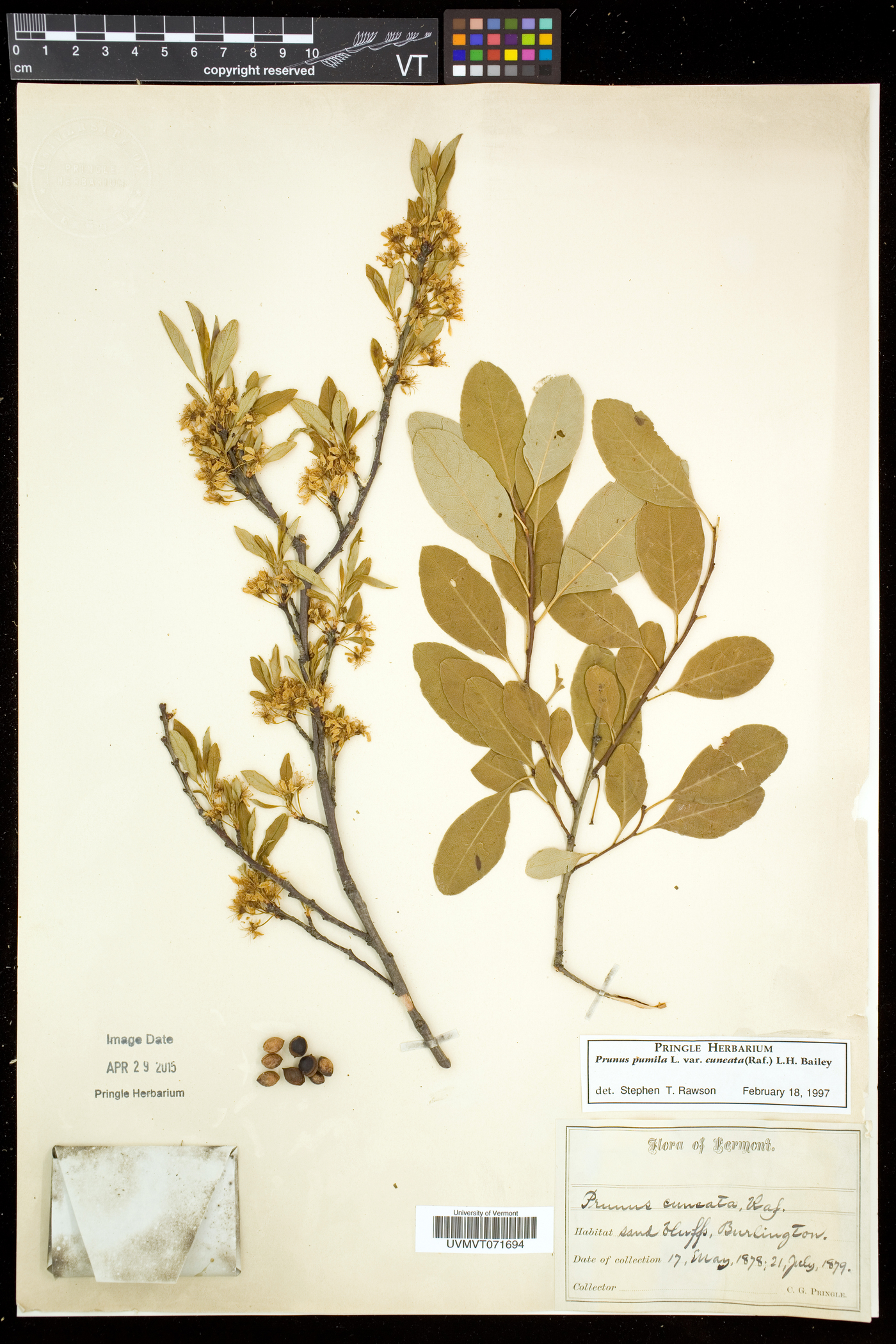 Prunus susquehanae image