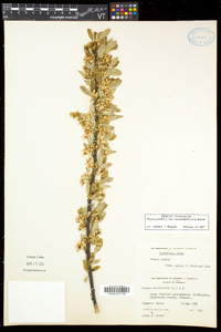 Prunus susquehanae image