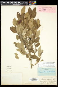 Prunus susquehanae image