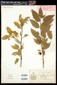 Prunus pensylvanica image