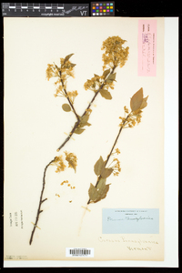 Prunus pensylvanica image