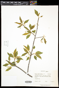 Prunus pensylvanica image