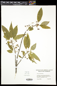 Prunus pensylvanica image