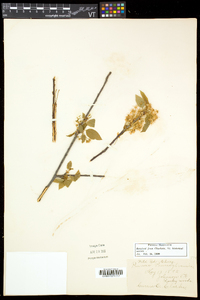 Prunus pensylvanica image