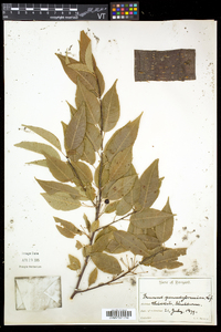 Prunus pensylvanica image