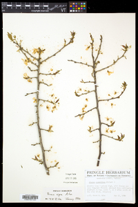 Prunus nigra image