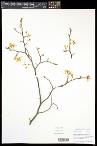 Prunus nigra image