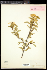 Prunus pensylvanica image