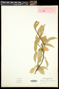 Prunus pensylvanica image