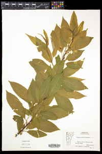 Prunus pensylvanica image