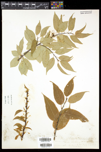 Prunus pensylvanica image