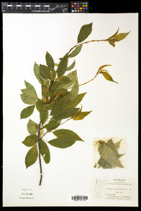 Prunus pensylvanica image