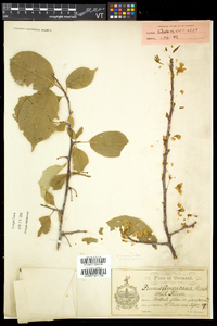 Prunus nigra image