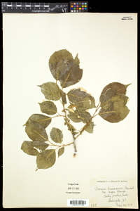 Prunus nigra image