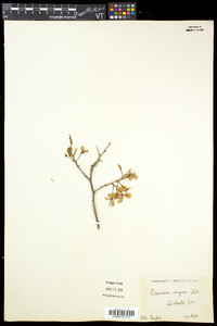 Prunus nigra image