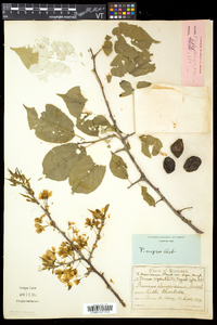 Prunus nigra image