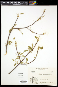 Prunus pensylvanica image