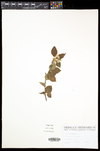 Prunus pensylvanica image