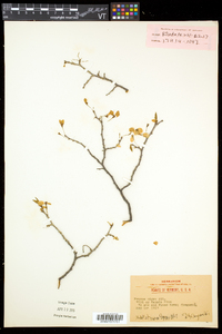 Prunus nigra image