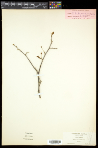 Prunus nigra image