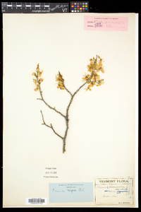 Prunus nigra image