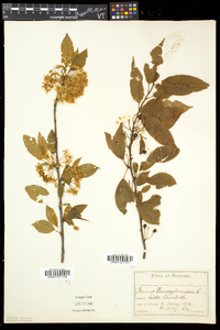 Prunus pensylvanica image